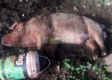 chancho cojudo muerto.jpg