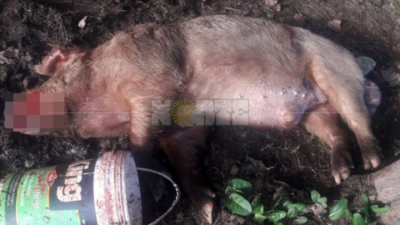 Chancho salvaje asesinó a mordiscos a una yegua y debió ser sacrificado