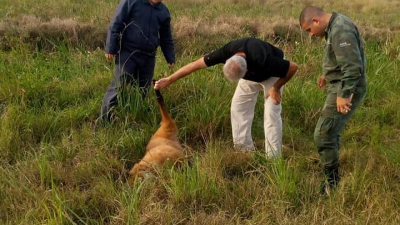 Encontraron muerto a un aguará guazú