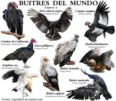TIPOS-BUITRES8.jpg