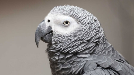 loro2.jpg
