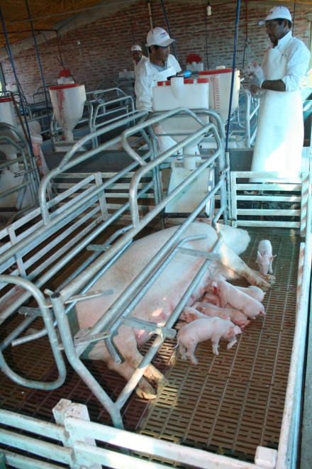 FRIGORIFICO-CERDO.jpg