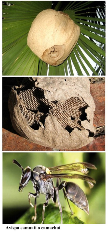 avispa-camachuí2.jpg