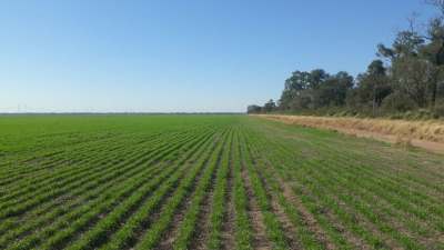 Las lluvias trajeron alivio para más de 87.000 hectáreas de trigo sembradas