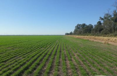 Las lluvias trajeron alivio para más de 87.000 hectáreas de trigo sembradas