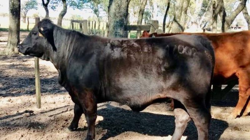 Calidad y adaptabilidad se destacan en la 90º Exposición de Ganadería en Resistencia