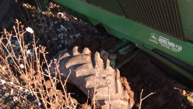 Tramo final de la cosecha de algodón con suelos muy blandos