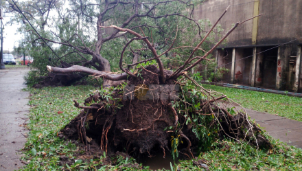 arbol01.jpg