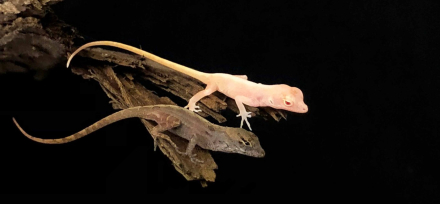 albino lizards2.jpg