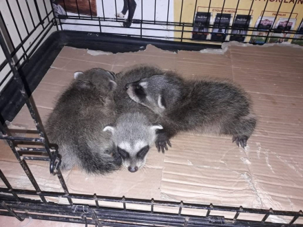 mapaches.jpg
