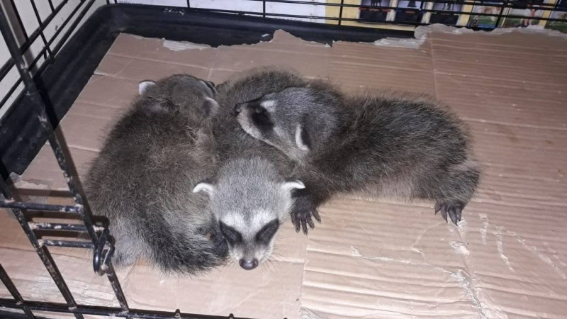 Rescataron a tres crías de mapaches en Fontana ?