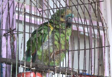 loro.jpg
