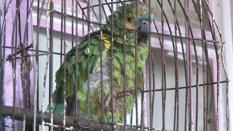 Cayó hasta el loro: desbaratan una banda narco en La Boca