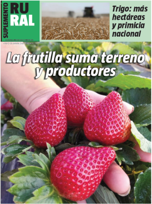 La frutilla suma terreno y productores