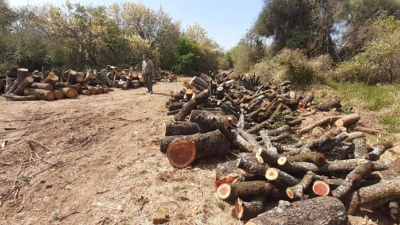 Un juez extendió efectos sobre la producción forestal y no se podrá usar la madera cortada