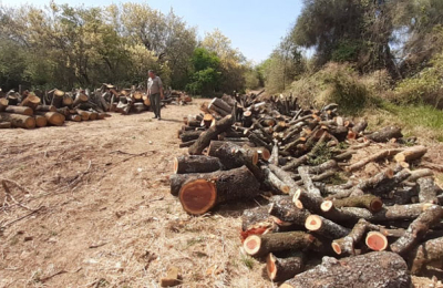 Un juez extendió efectos sobre la producción forestal y no se podrá usar la madera cortada