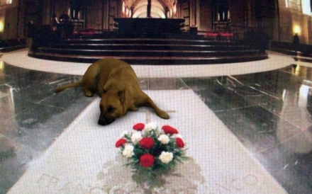 perro02.jpg