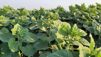 La transición en el campo: sentimientos encontrados en el productor del sudoeste