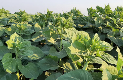 La transición en el campo: sentimientos encontrados en el productor del sudoeste