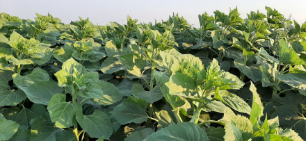 58GIRASOL-2019.jpg
