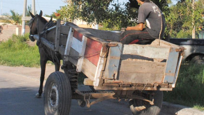 La Justicia autorizó la consulta popular sobre la sustitución de la tracción a sangre