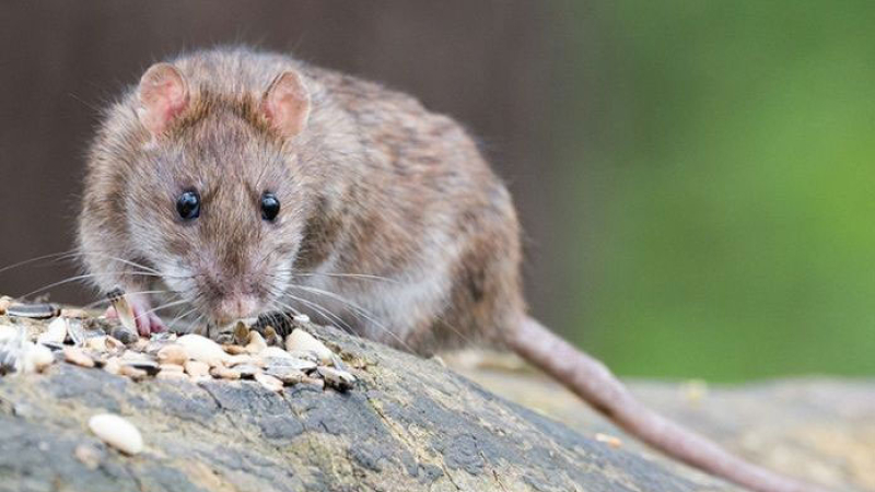 Cierran los pasos a los lagos de Villa La Angostura por invasión de ratas