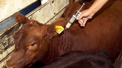 Reglamentan Ley que declara de interés nacional la sanidad de animales y vegetales