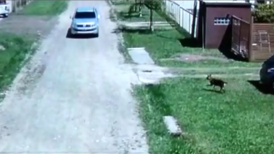 Vecino de Resistencia atropelló y mató a un perro: el video que causó indignación