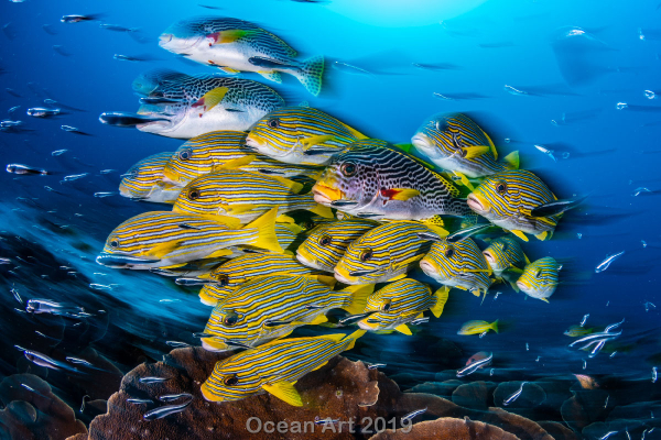 "Desenfoque de labios dulces"
1er lugar - Nicholas Más - Raja Ampat, Indonesia