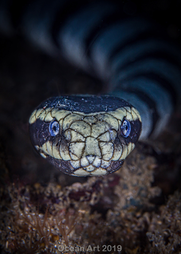 "La hiponotizadora"
3er lugar - Dave Johnson - Estrecho de Lembeh, Indonesia