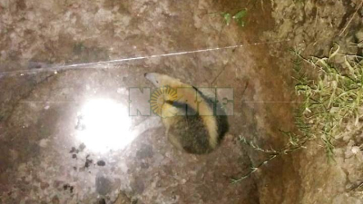 Rescataron de un pozo a un oso “melero” en Machagai