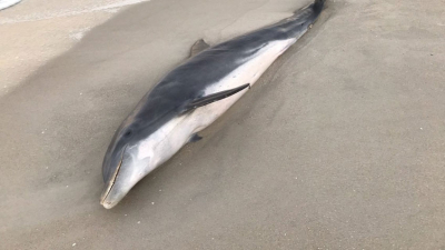 Delfines aparecen baleados en las costas de Florida