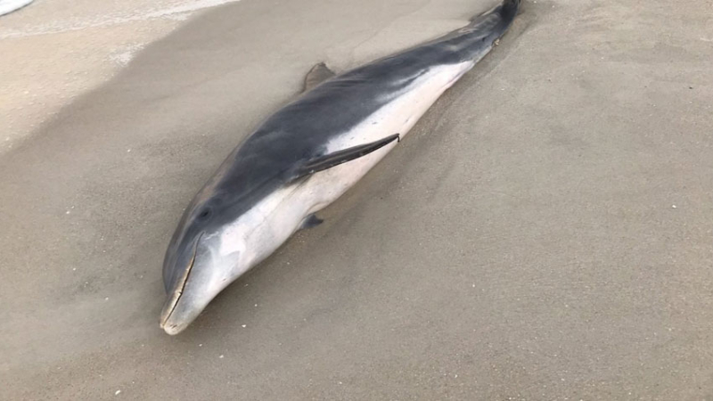 Delfines aparecen baleados en las costas de Florida