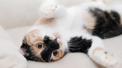 Hoy se celebra el Día Internacional del Gato