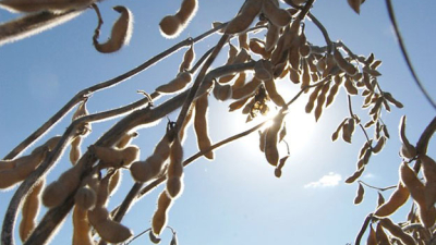 El calor y las condiciones ambientales amenazan a los buenos rindes de soja