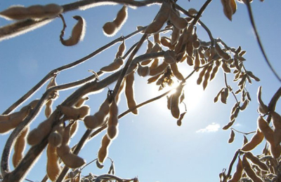 El calor y las condiciones ambientales amenazan a los buenos rindes de soja