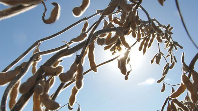 El calor y las condiciones ambientales amenazan a los buenos rindes de soja