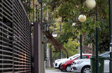 puma2.jpg
