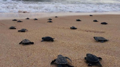 Nacen tortugas en peligro de extinción en playa vacía por la cuarentena
