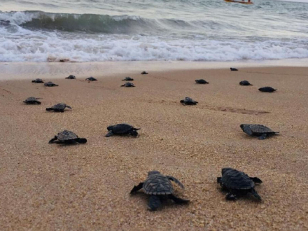 tortugas.jpg