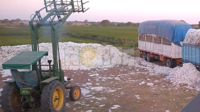 La cadena de algodón en situación límite por la paralización de pagos