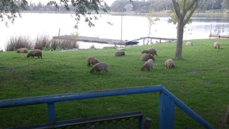 Mar del Plata: ante la ausencia de humanos, carpinchos invaden la Laguna de los Padres