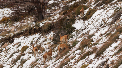 La primera nevada en el país y una inusual presencia de guanacos