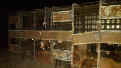 Ruta 89: 28 terneros muertos en siniestro vial
