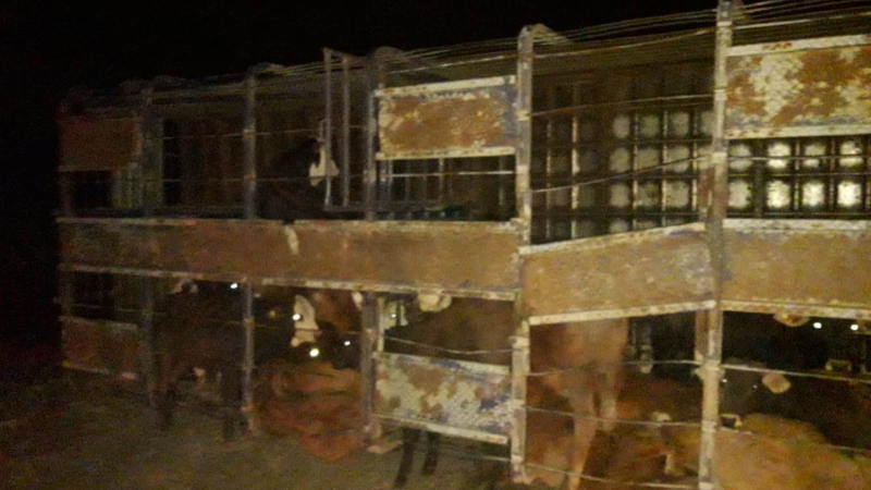 Ruta 89: 28 terneros muertos en siniestro vial