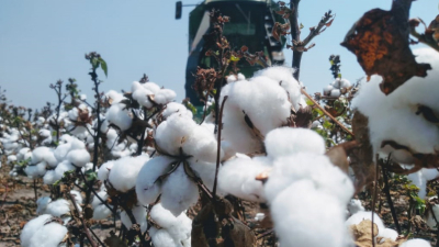 Lo que la pandemia va dejando en el mercado algodonero mundial