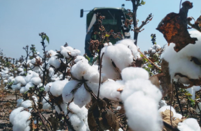 Lo que la pandemia va dejando en el mercado algodonero mundial