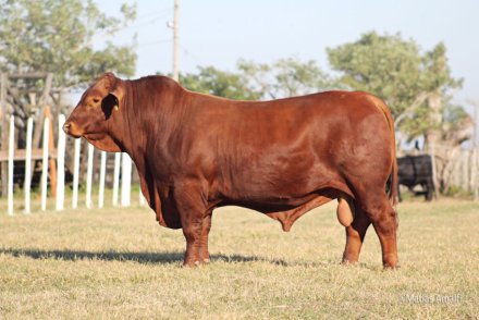 Cabeza-de-remate-colorado1.jpg