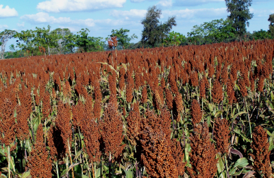 Sorgo la herramienta para la agricultura y la ganadería que busca recuperar protagonismo