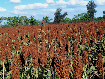 58sorgo 1.jpg